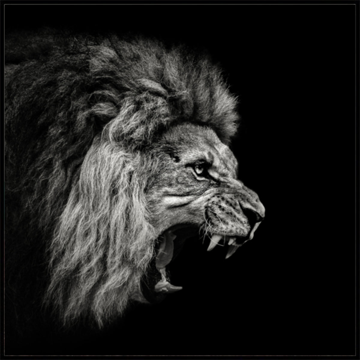Leão que ruge feroz