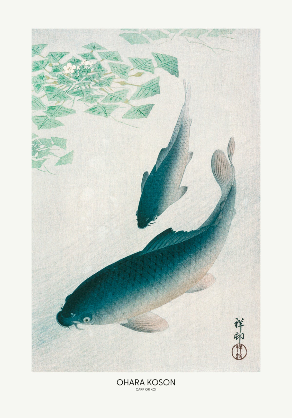 Carpa ou Koi