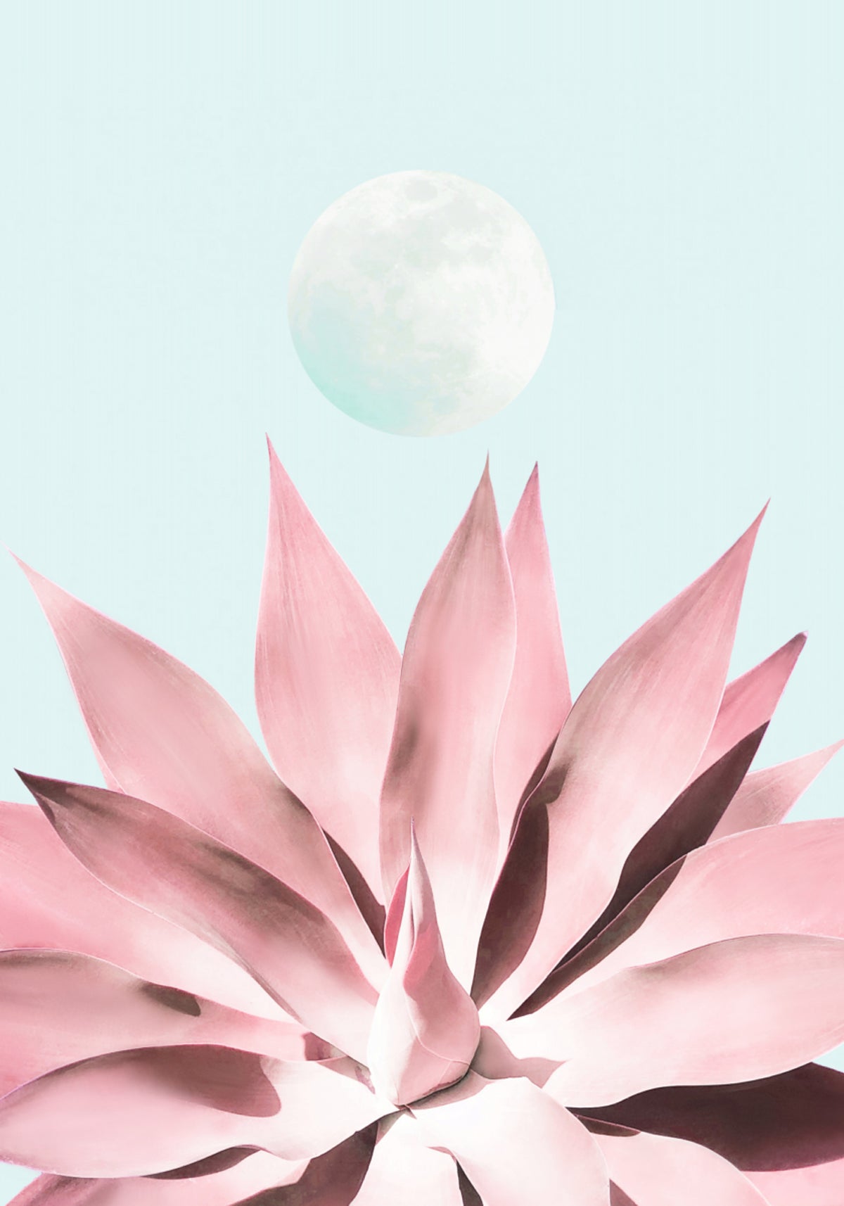 Lua Suculenta Rosa