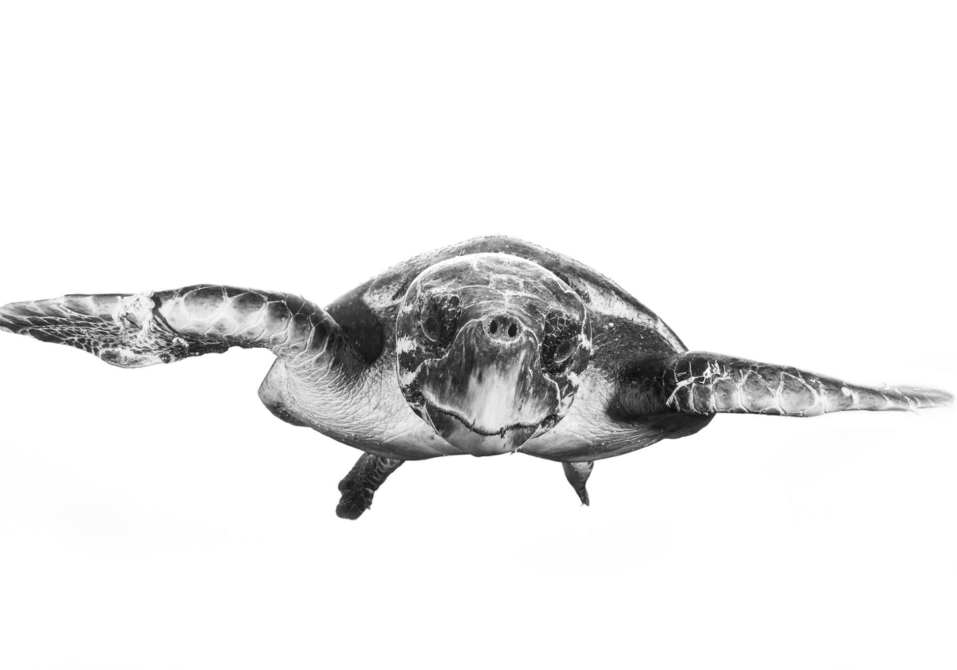 Tartaruga Marinha Graciosa