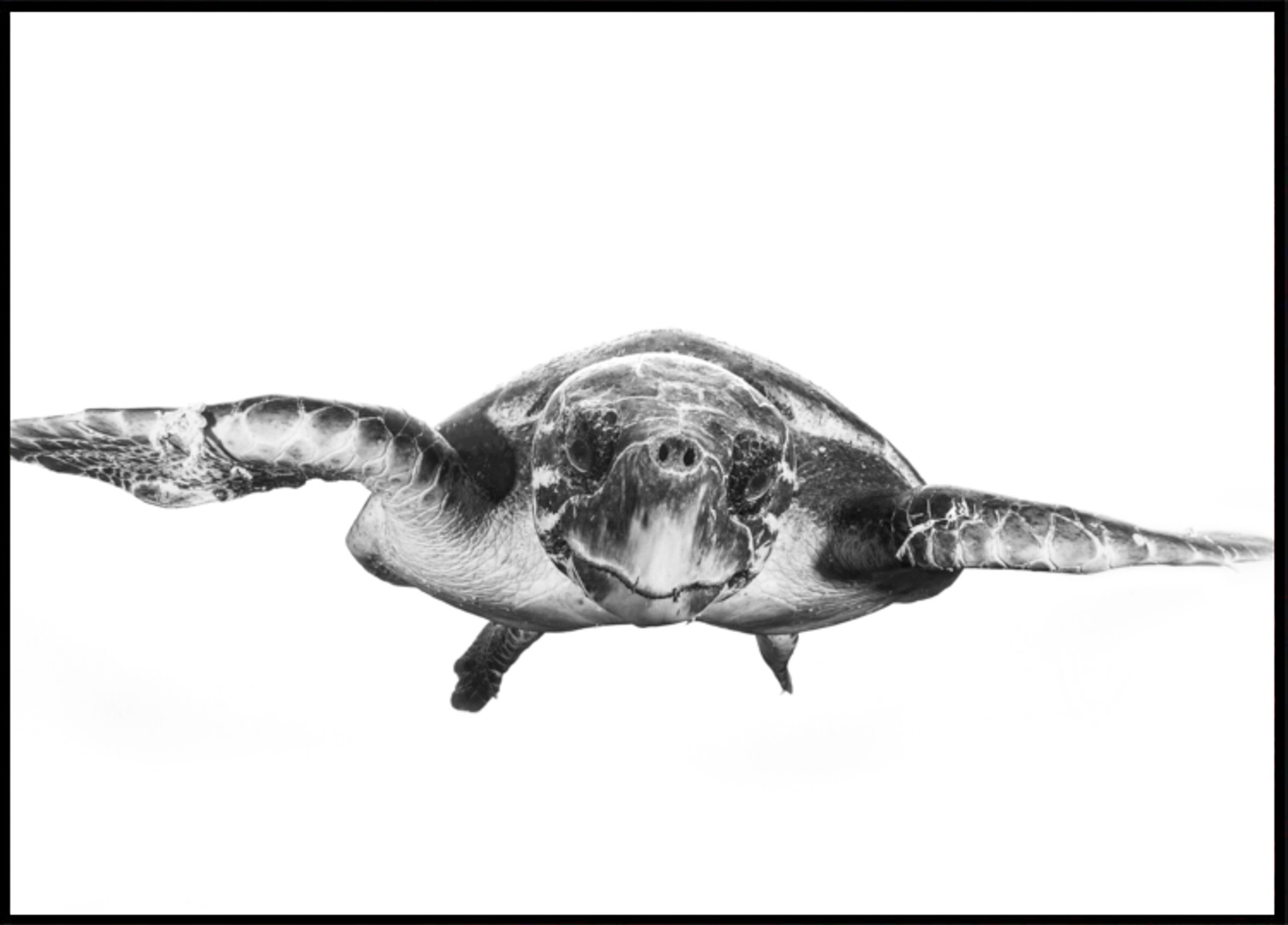Tartaruga Marinha Graciosa