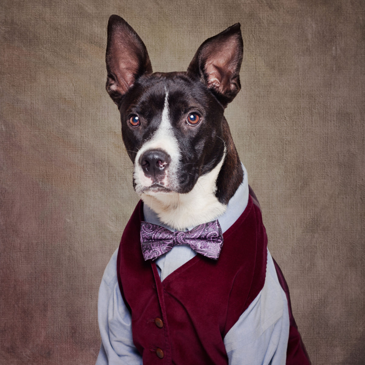 Cachorro elegante em colete