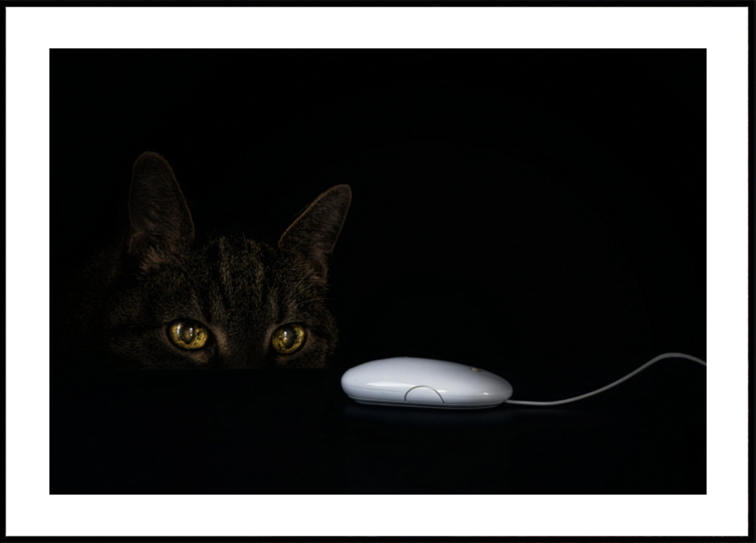 O olhar curioso do gato