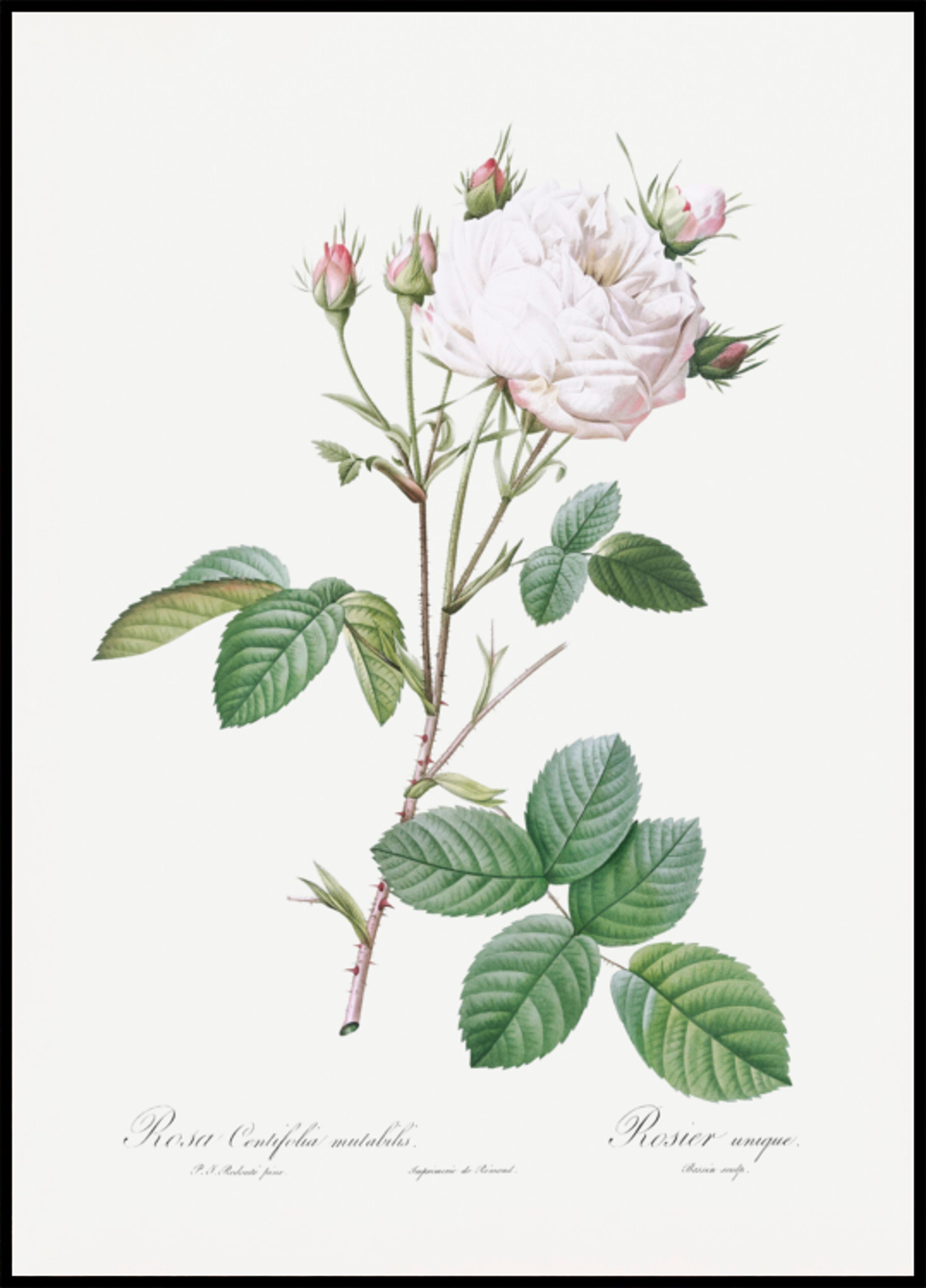 Repolho Rosa Branco Provence, Les Roses (1817–1824)