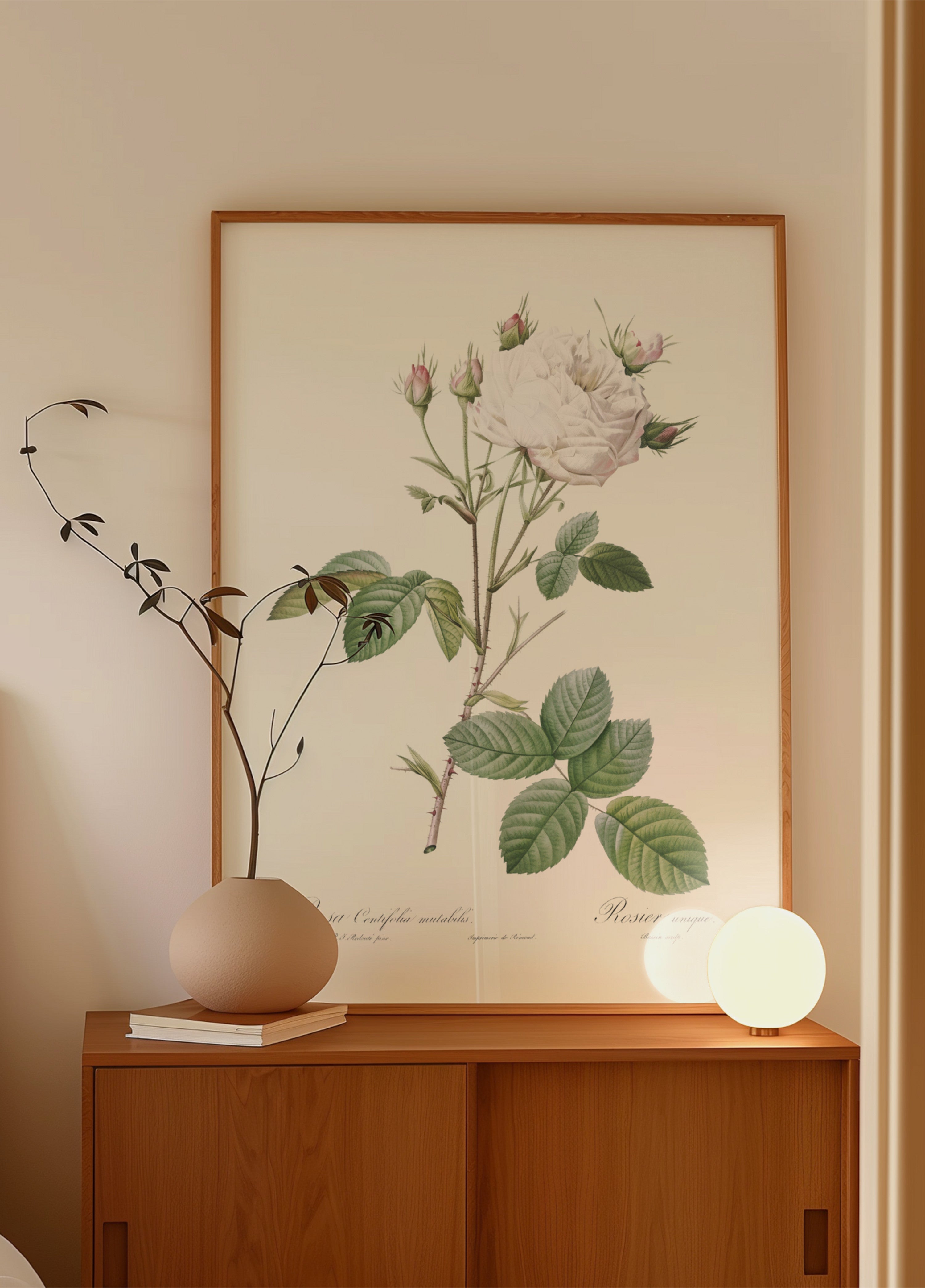 Repolho Rosa Branco Provence, Les Roses (1817–1824)