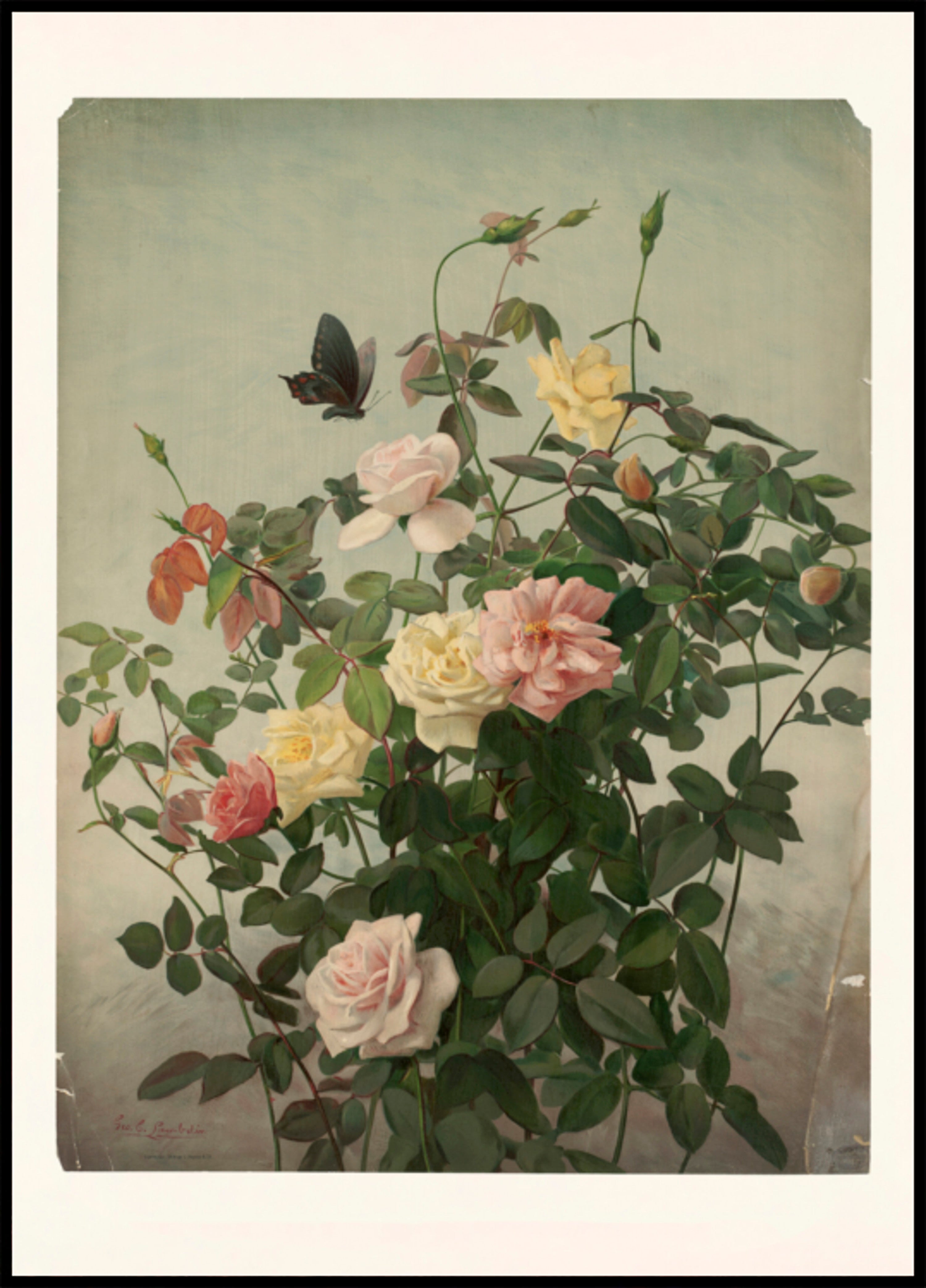 Rosas