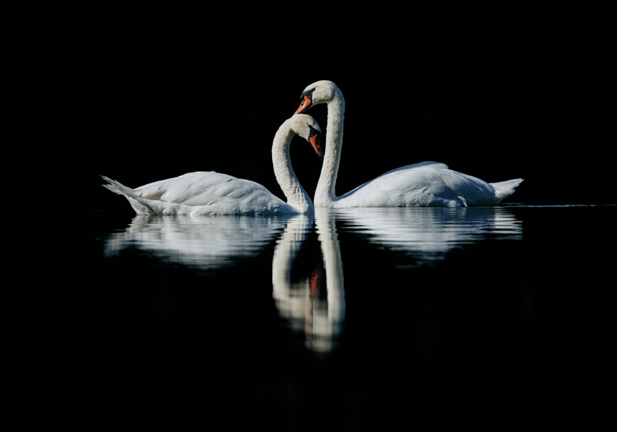 Reflexo Romântico do Cisne