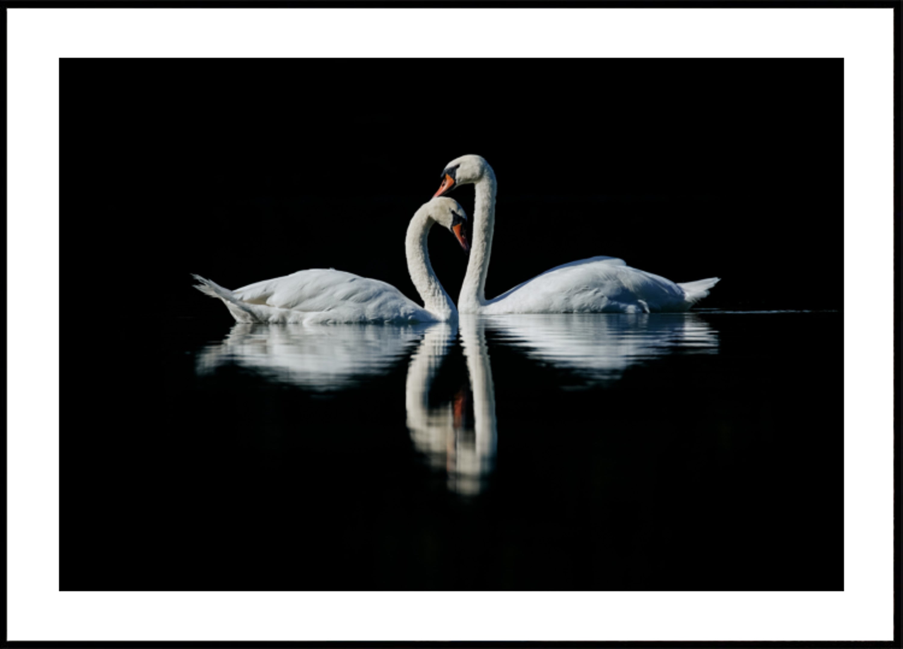 Reflexo Romântico do Cisne