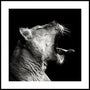 Powerful Lioness Yawn