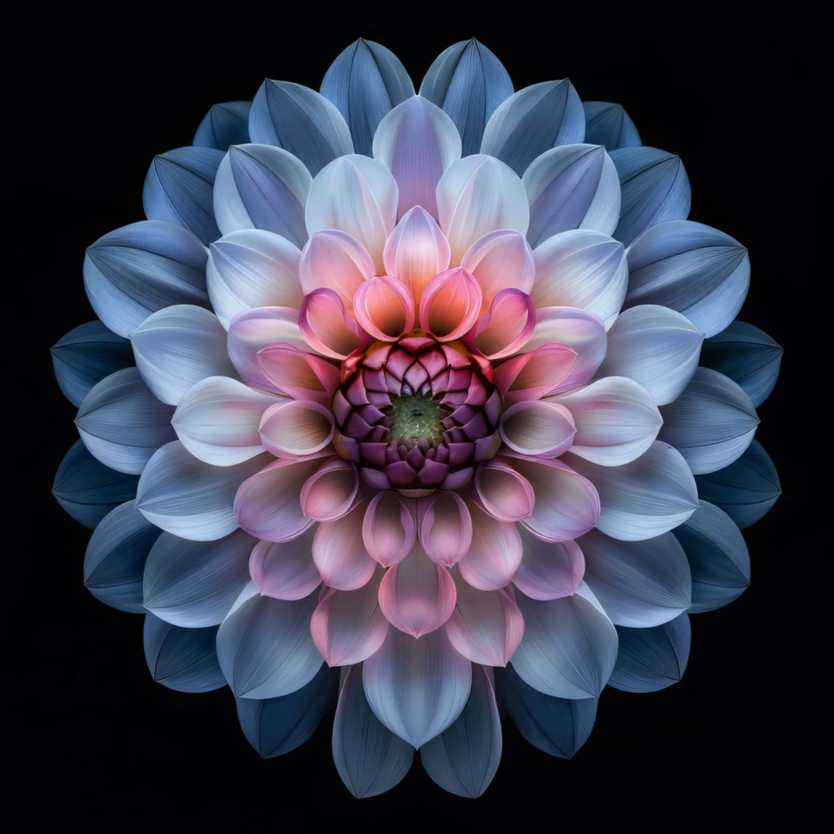 Flor vibrante de dália