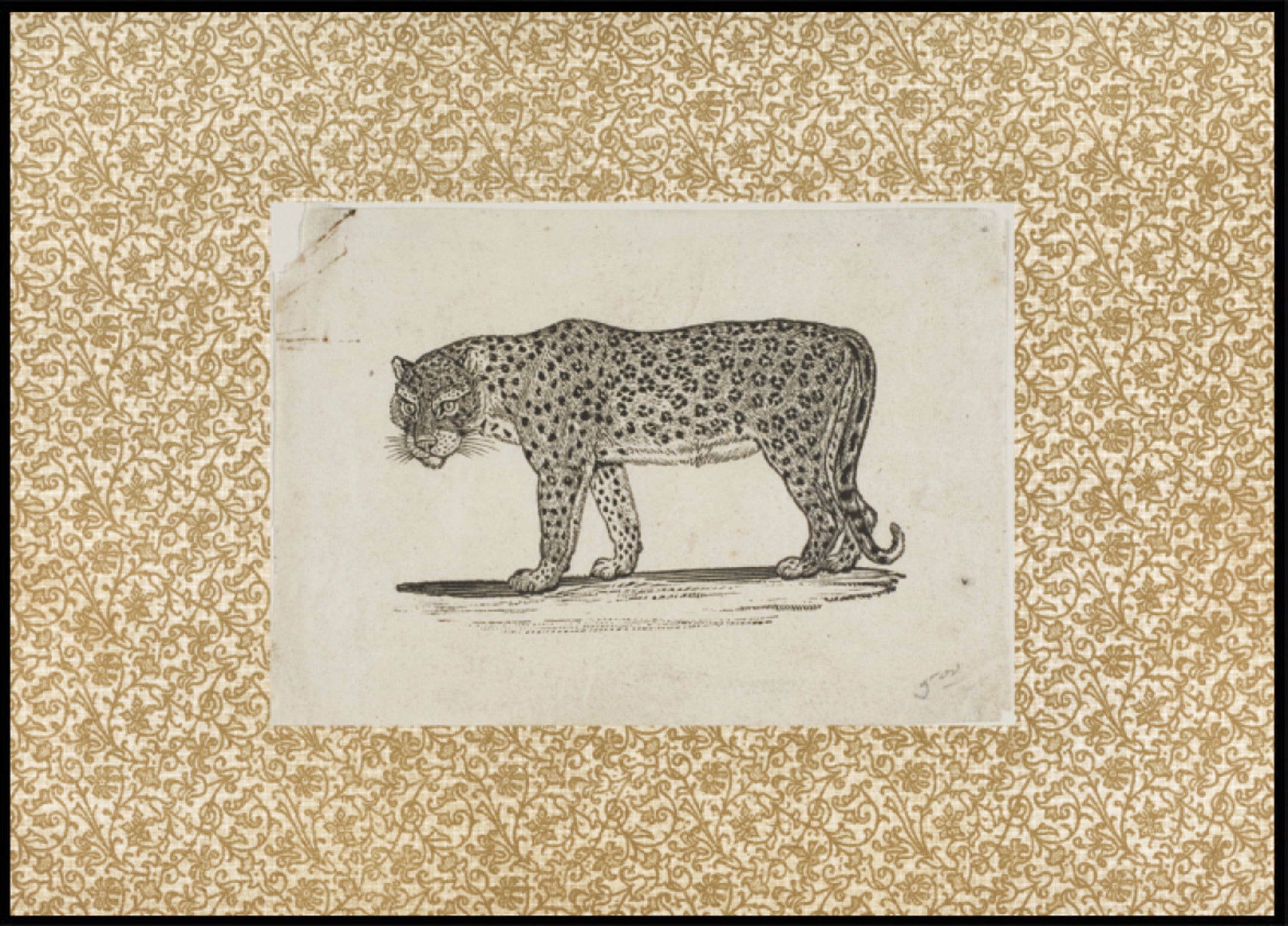 Esboço de leopardo vintage