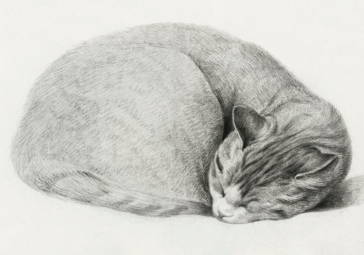 Enrolado, deitado, gato adormecido, de Jean Bernard (1775 1883)