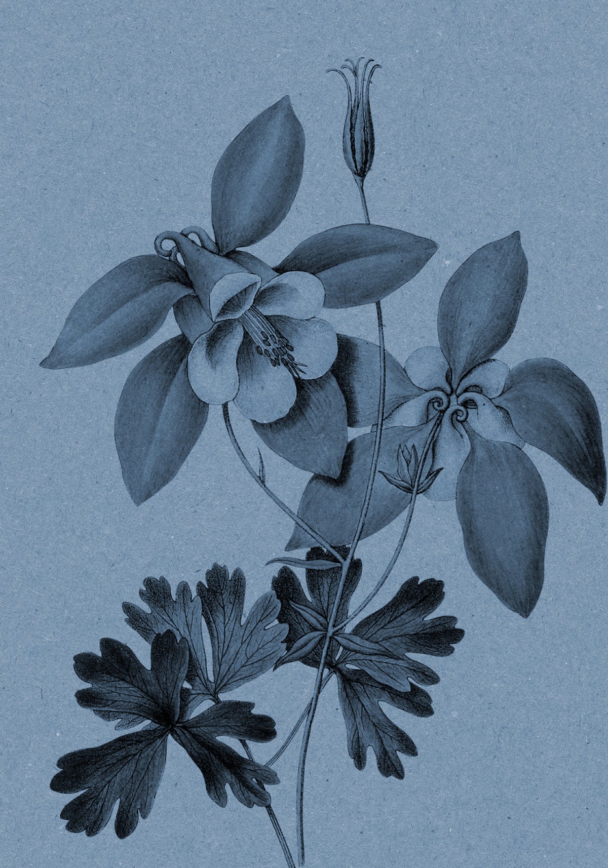 Estudo Botânico Blue Columbine
