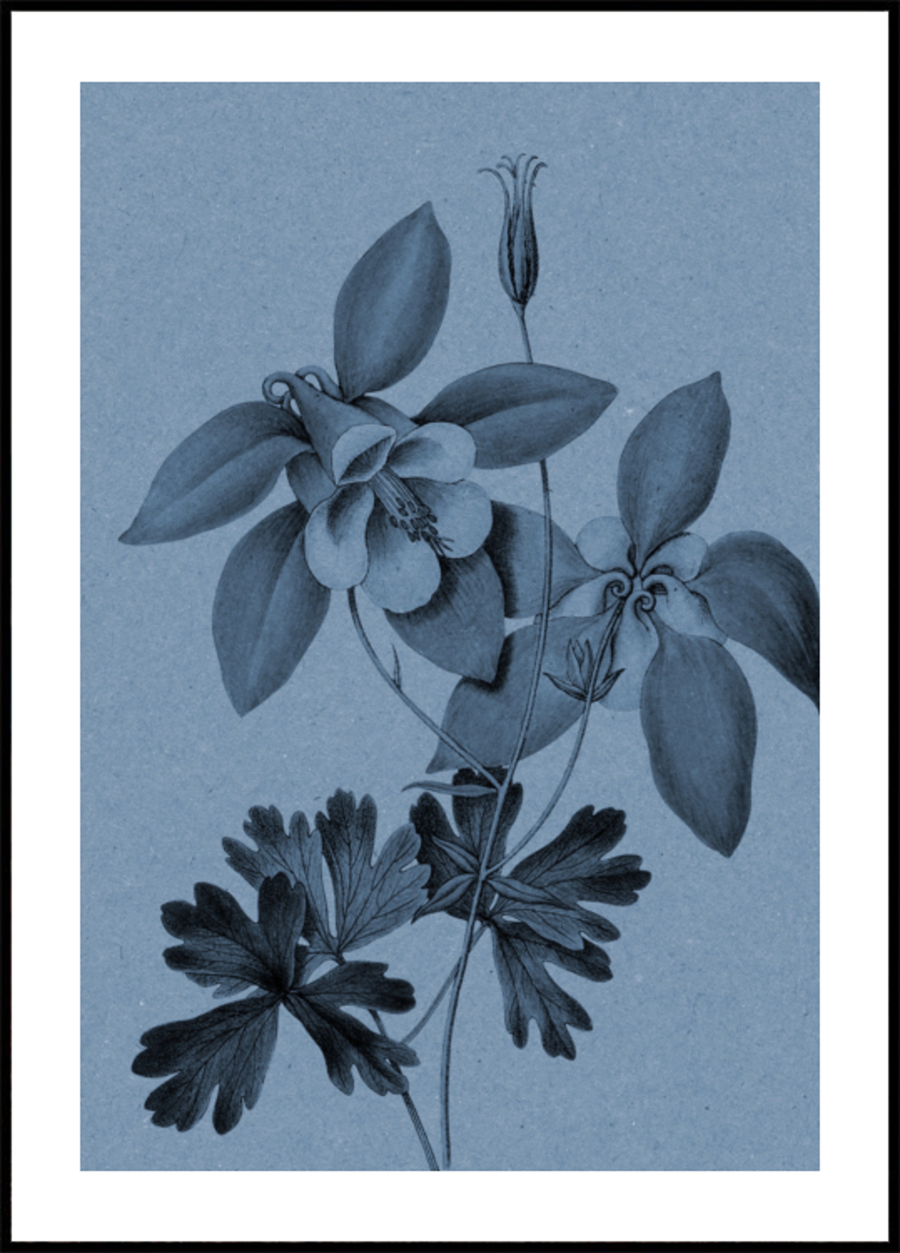Estudo Botânico Blue Columbine