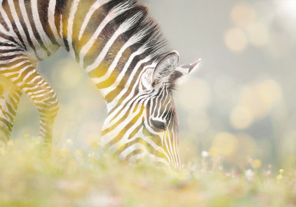Potro Zebra Pacífico
