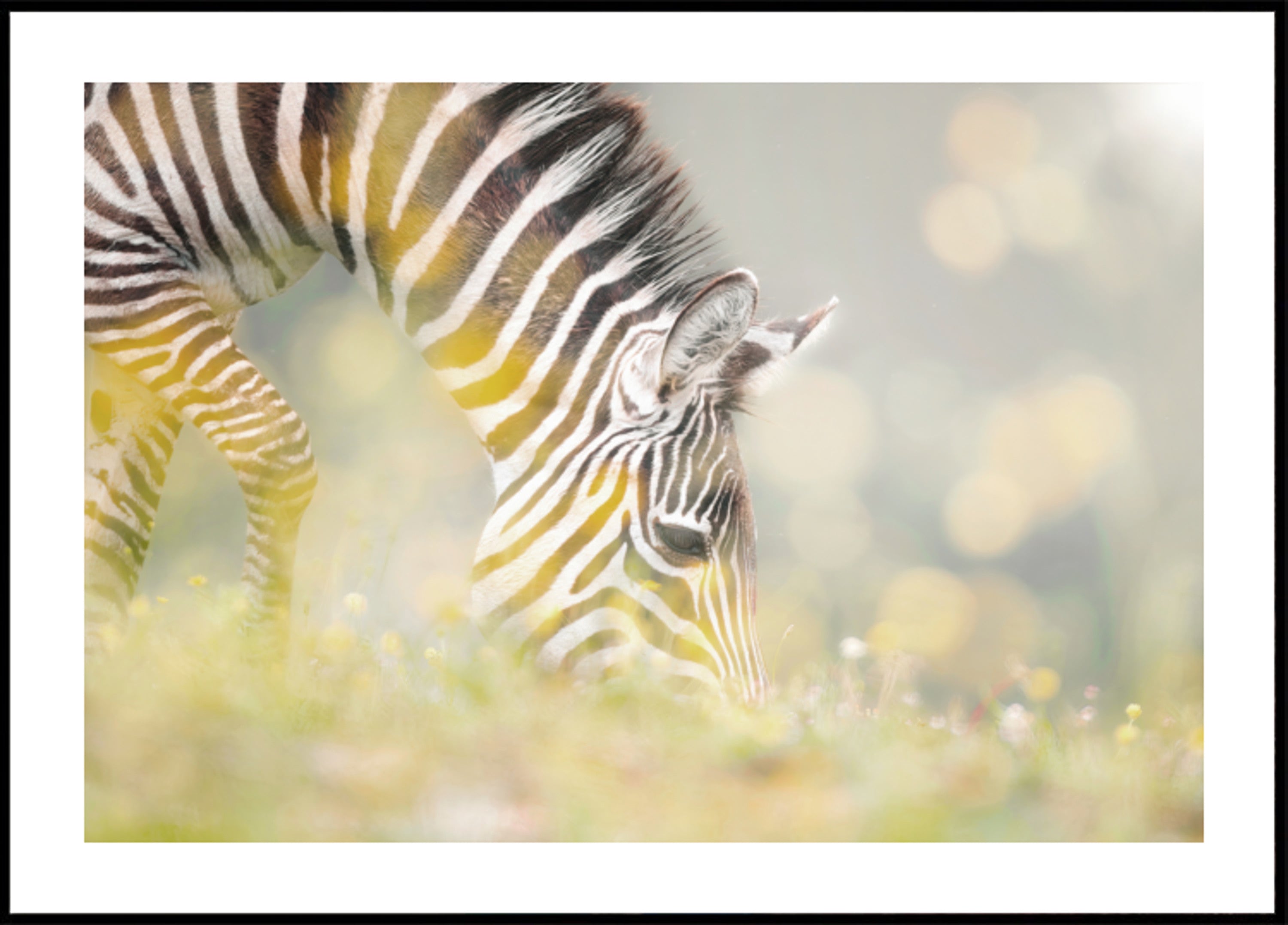 Potro Zebra Pacífico