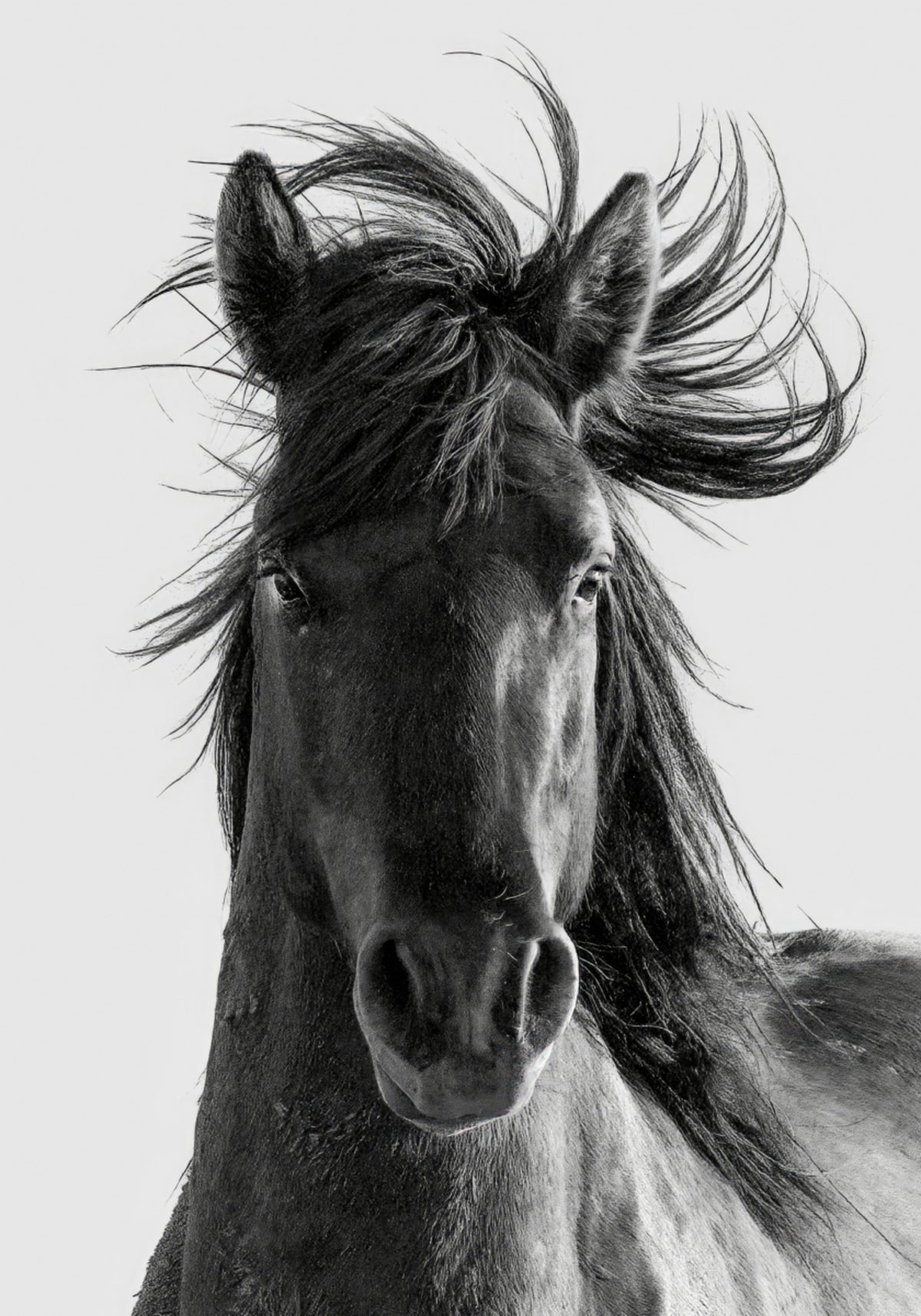 Retrato de cavalo selvagem