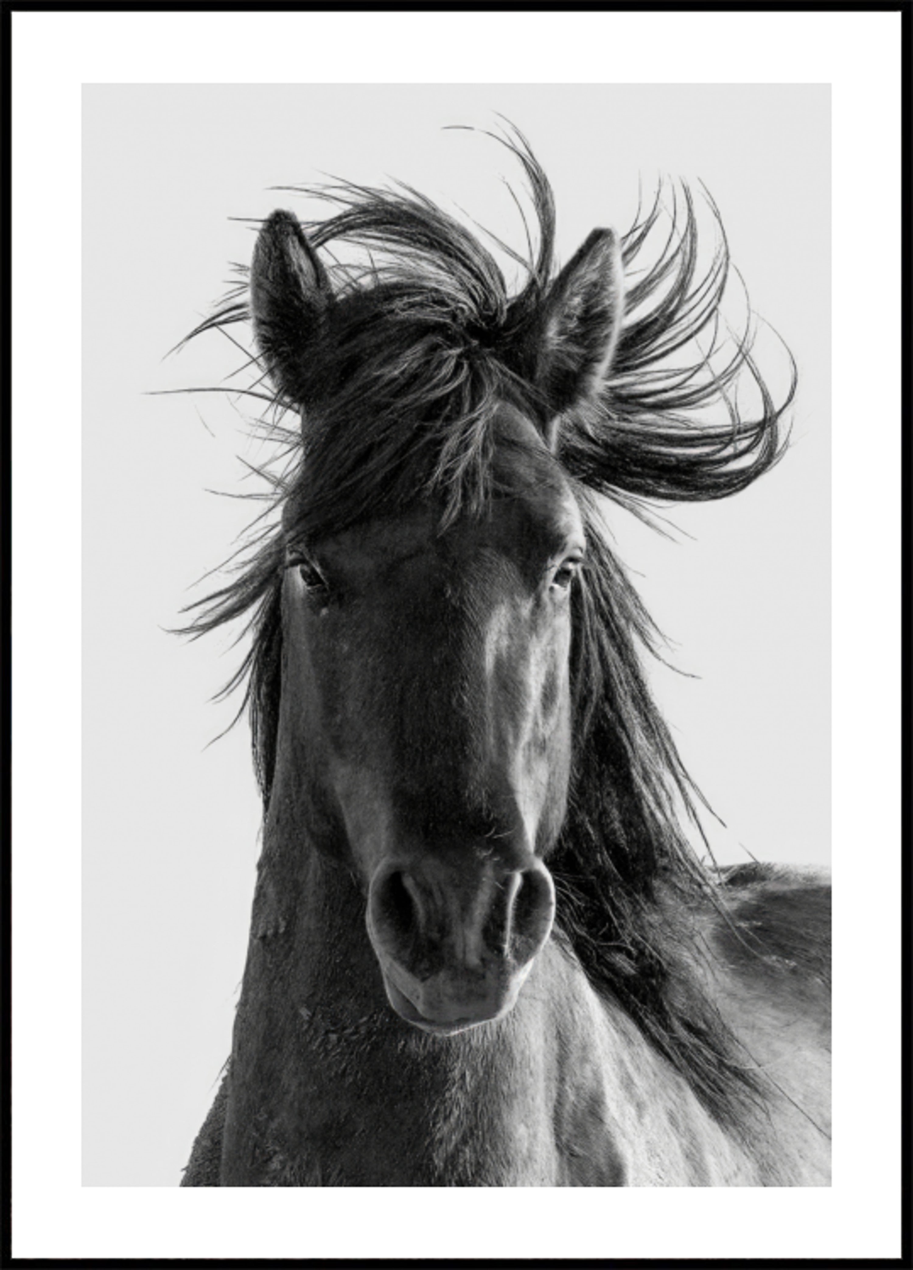 Retrato de cavalo selvagem