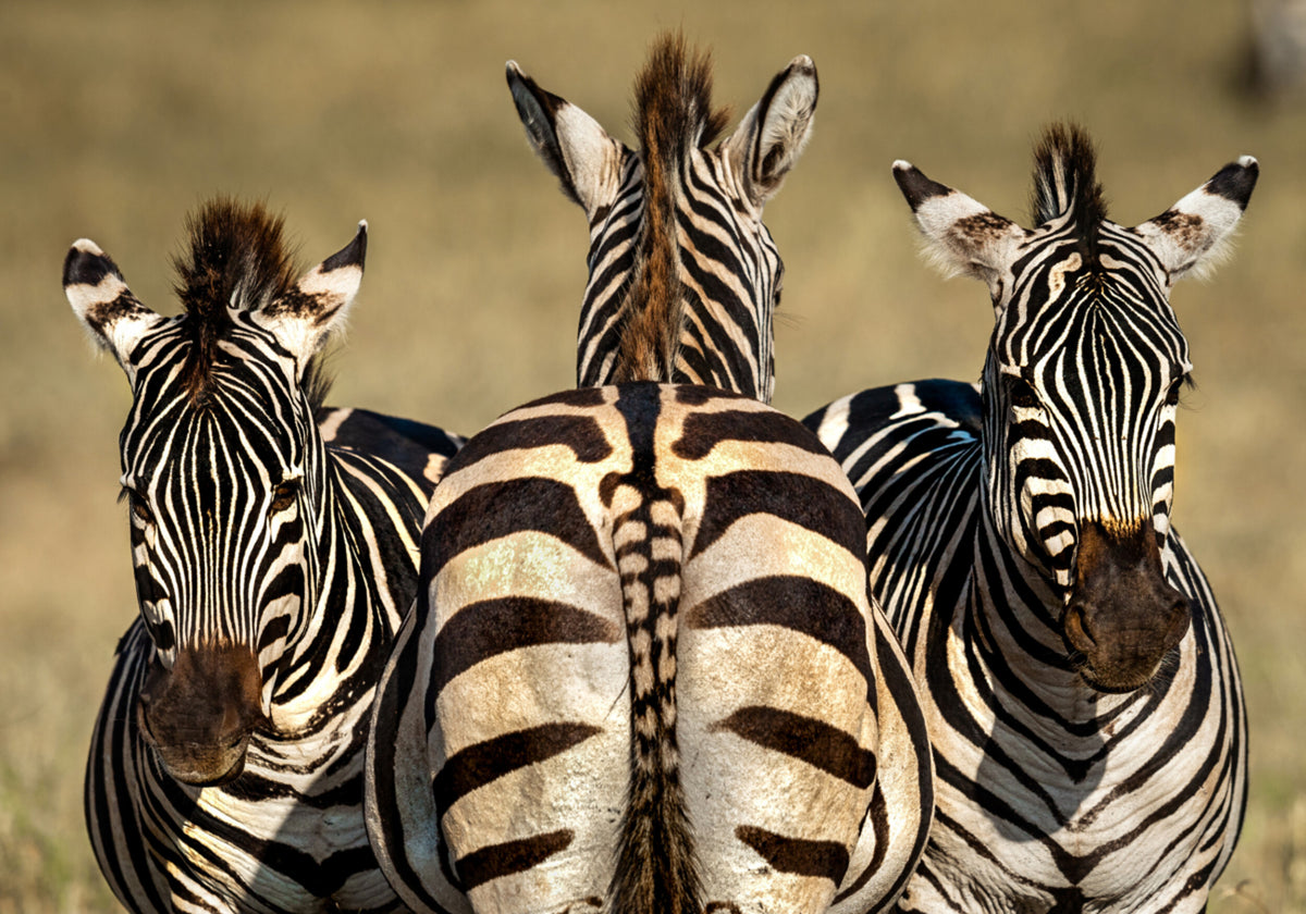 Trio Zebra