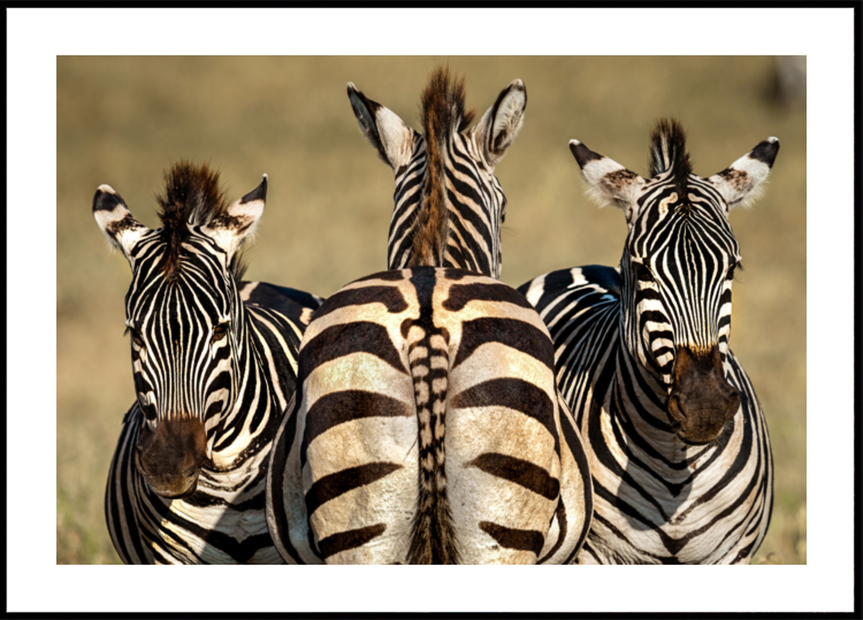 Trio Zebra