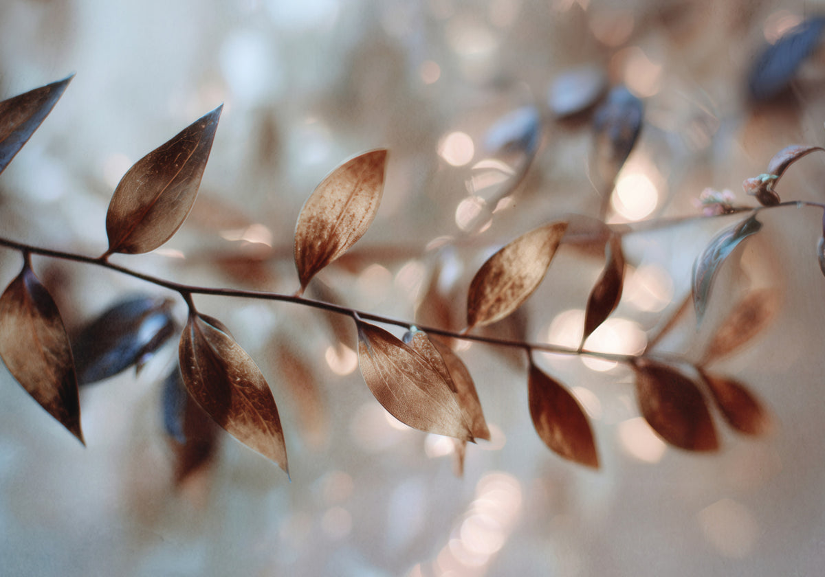Folhas Bokeh Delicadas