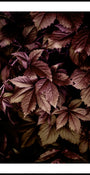 Folhas de outono 13