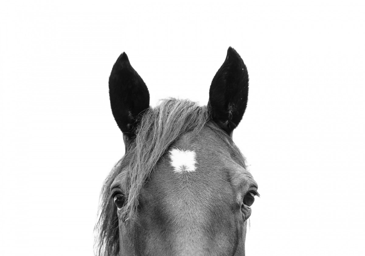 Espiando Cavalo