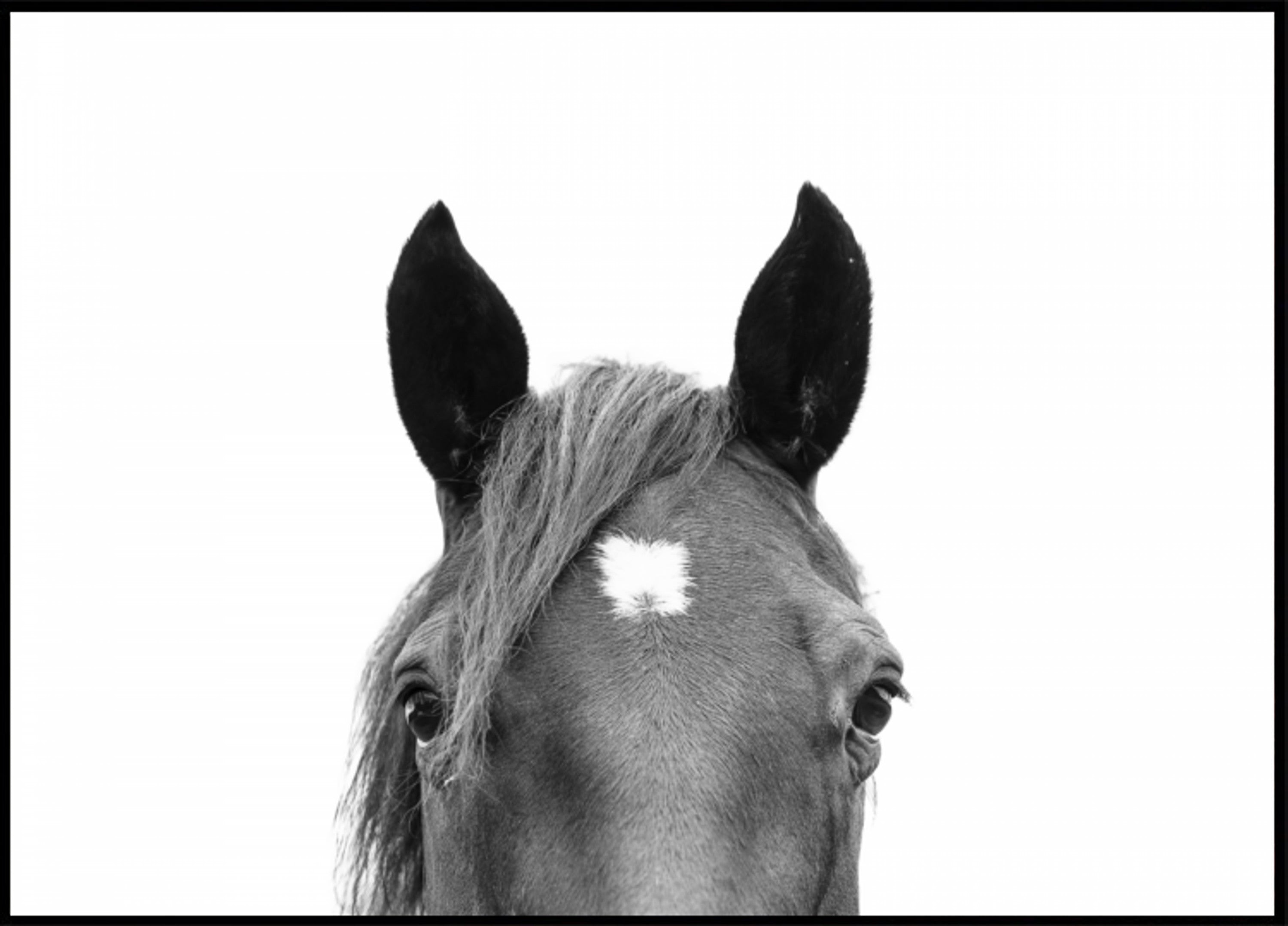 Espiando Cavalo