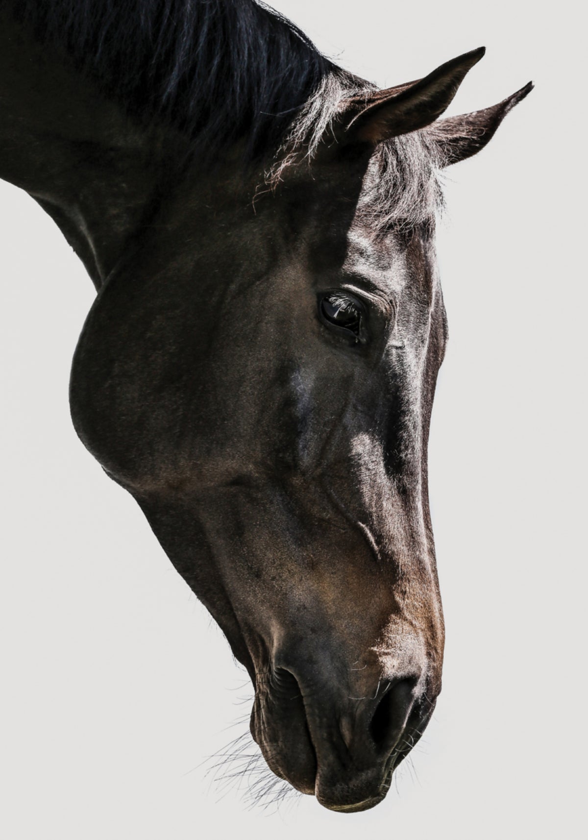 Gaze Equina Suave