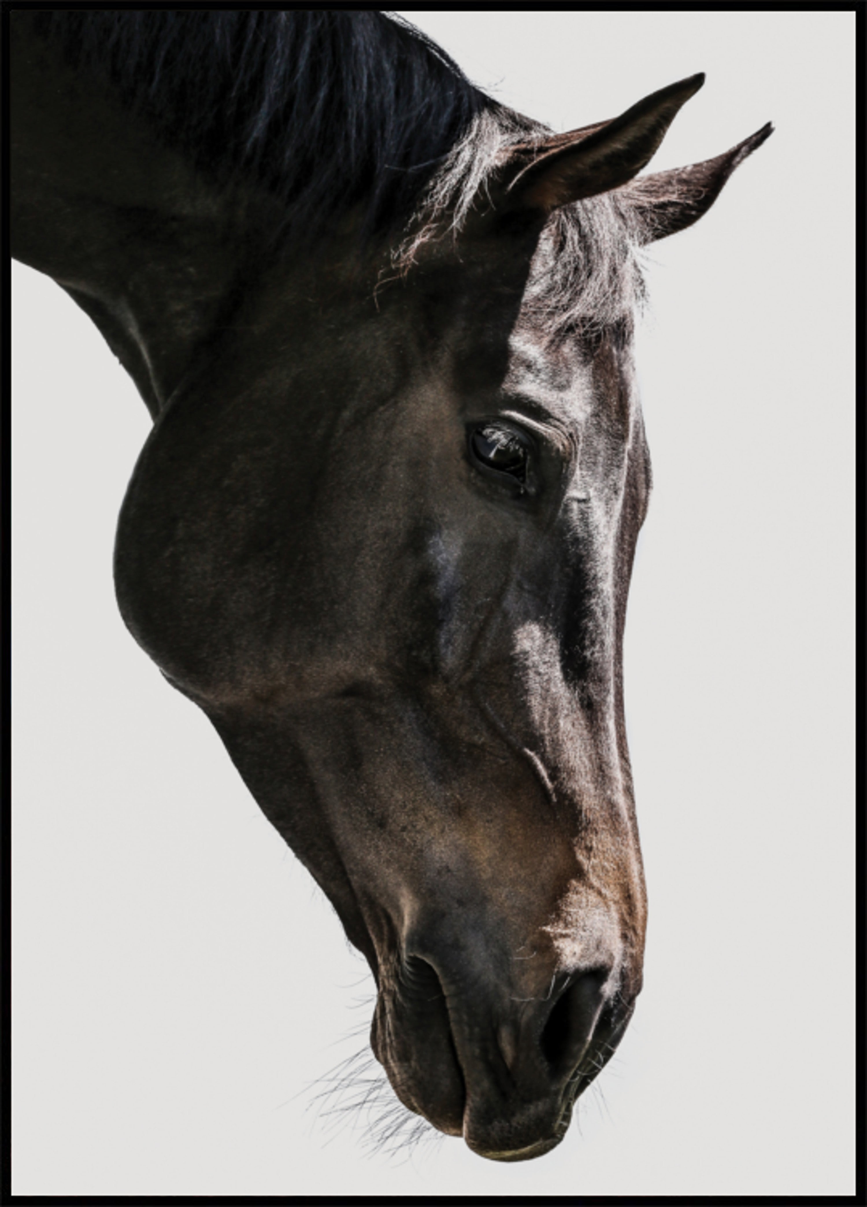 Gaze Equina Suave