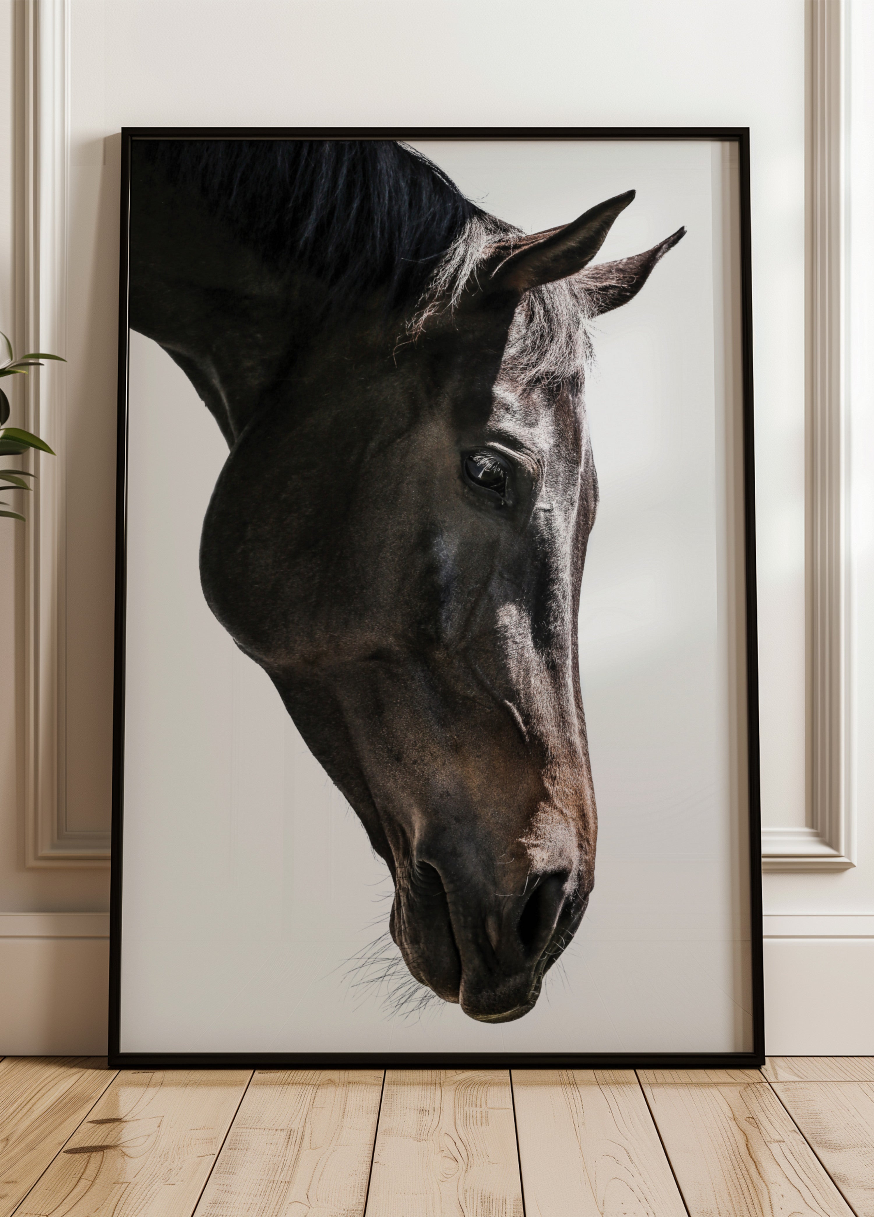 Gaze Equina Suave