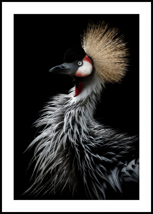 Crowned crane's portrait - Posterbox