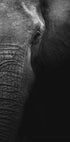 Elephant Plakat - Posterbox.dk