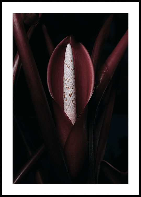 Philodendron Prince Plakat - Posterbox.dk