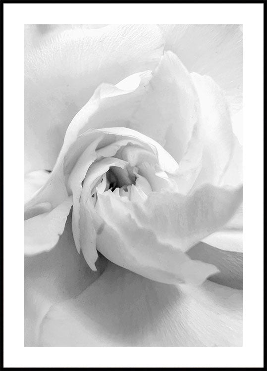 White Rose No. 1 Plakat - Posterbox.dk