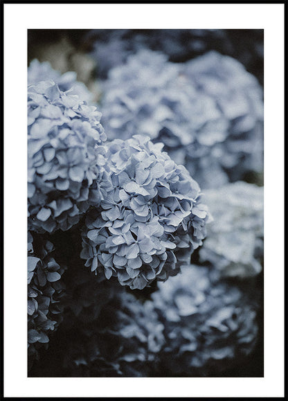 Cartaz de hortênsia azul 