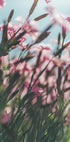Uma vista de perto de um campo de flores rosa vibrantes, com delicadas pétalas e caules criando uma sensação de profundidade e movimento.