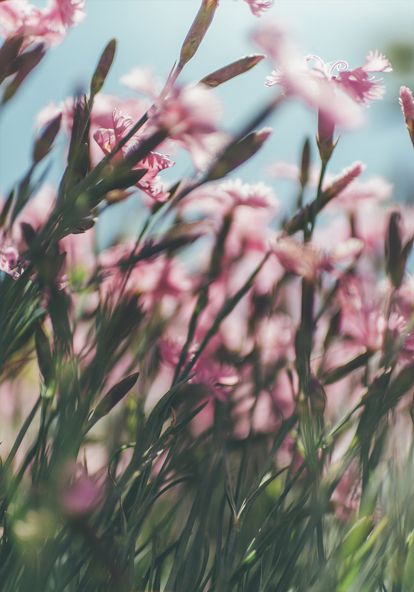 Uma vista de perto de um campo de flores rosa vibrantes, com delicadas pétalas e caules criando uma sensação de profundidade e movimento.