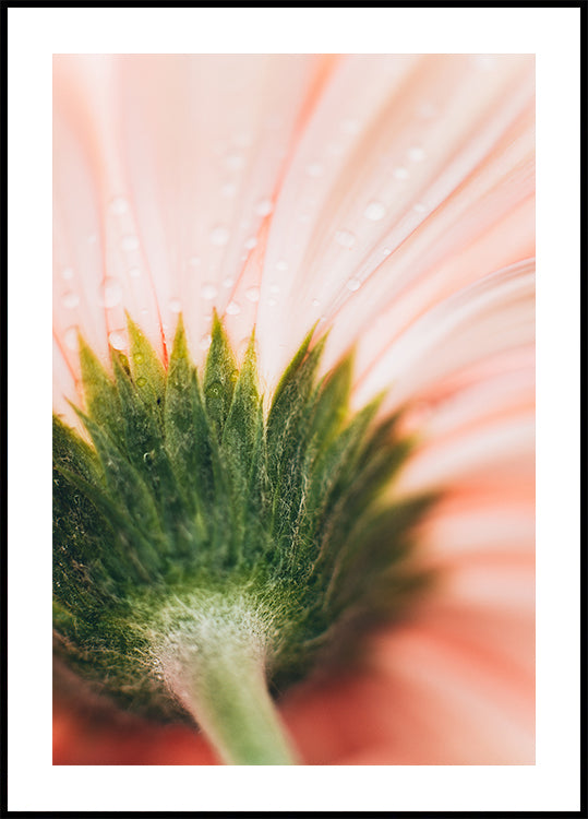 Um close de uma delicada pétala de flor rosa, com gotas de água brilhando em sua superfície, criando um efeito suave e etéreo.