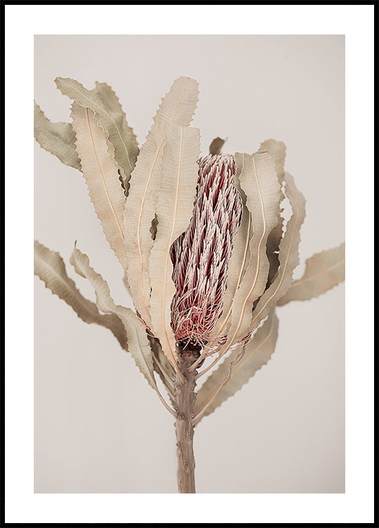 Banksia - Posterbox