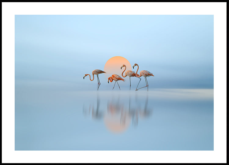 Flamingo in haven (NEW) - Posterbox