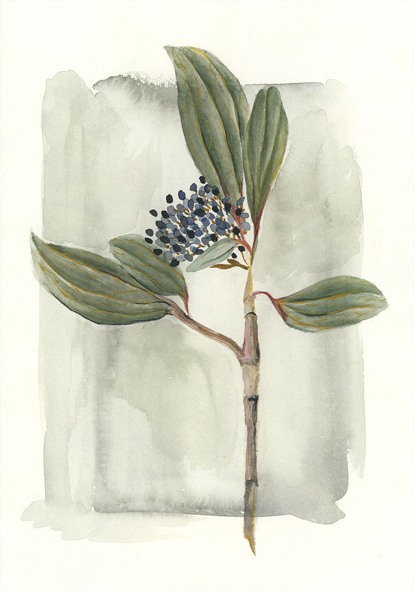 Viburnum davidii (NEW) - Posterbox