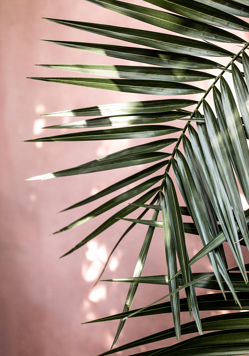 Palm Leaves 23 (NEW) - Posterbox