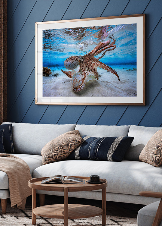 Pôster Polvo Dançante