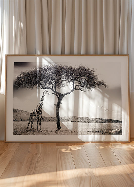 Póster sob o sol africano