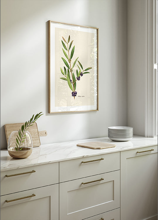 Pôster Botânica Phillyrea Latifolia