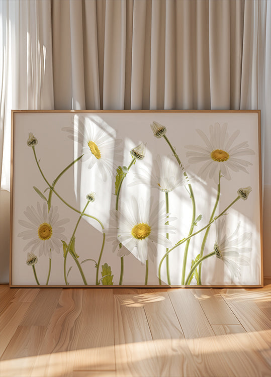 Póster Ox eye Daisies