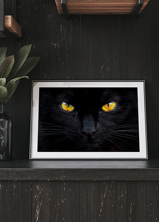 O hipnotizador da noite