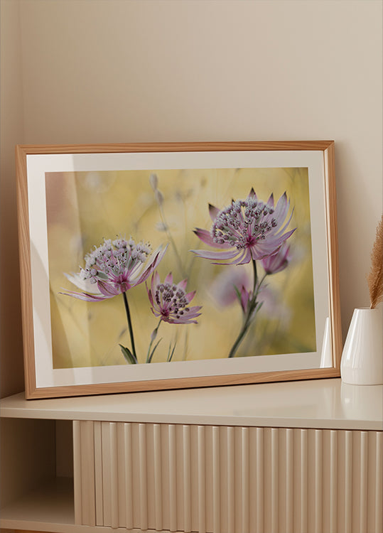 Pôster principal de Astrantia
