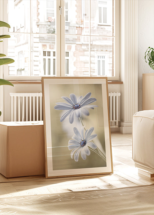 Póster Cape daisies